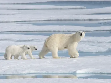 Una poblacion de osos polares desconocida vive aislada con acceso limitado al hielo marino Una poblacion de osos polares desconocida vive aislada con acceso limitado al hielo marino