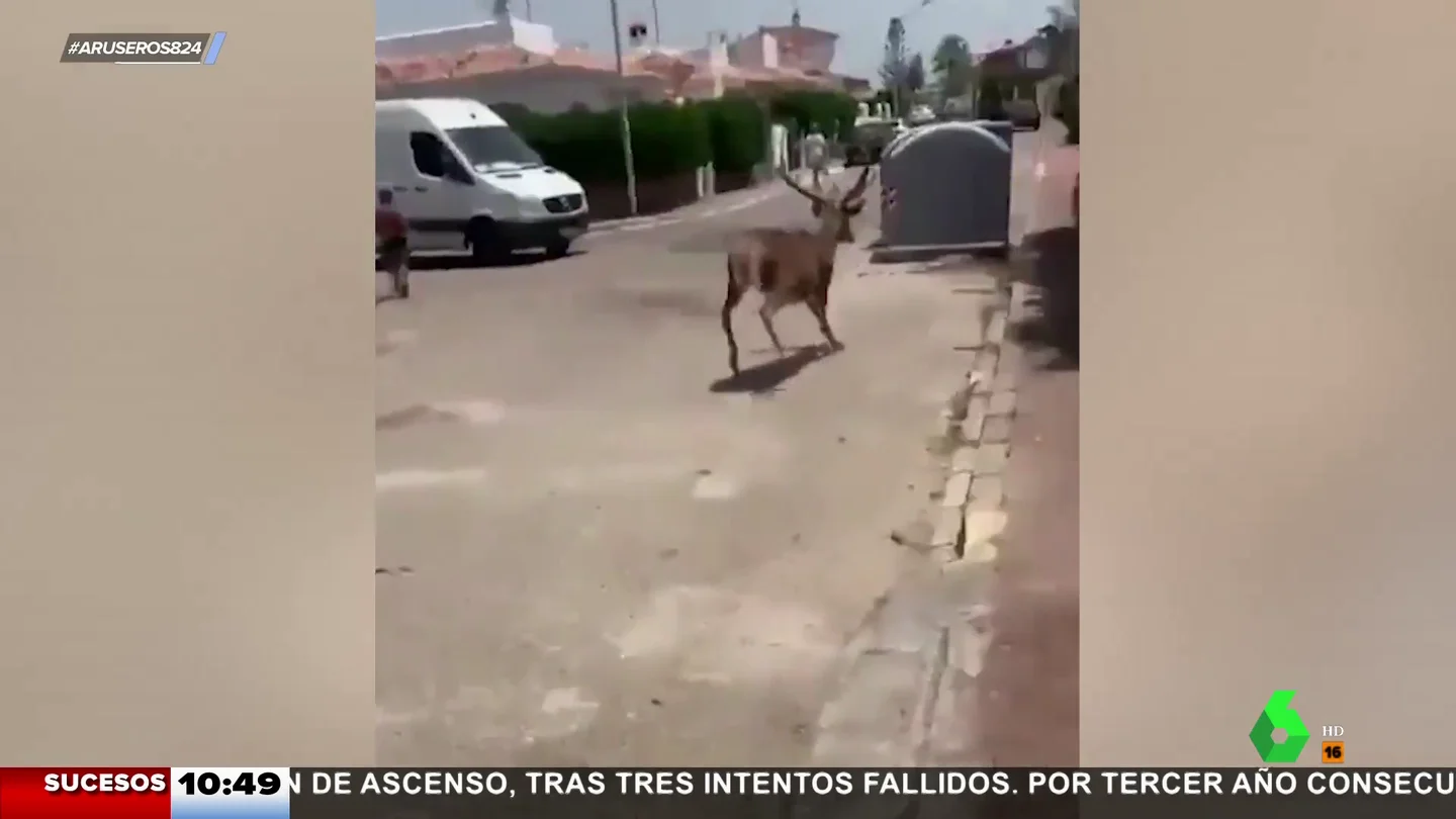 Ciervos Ciervos