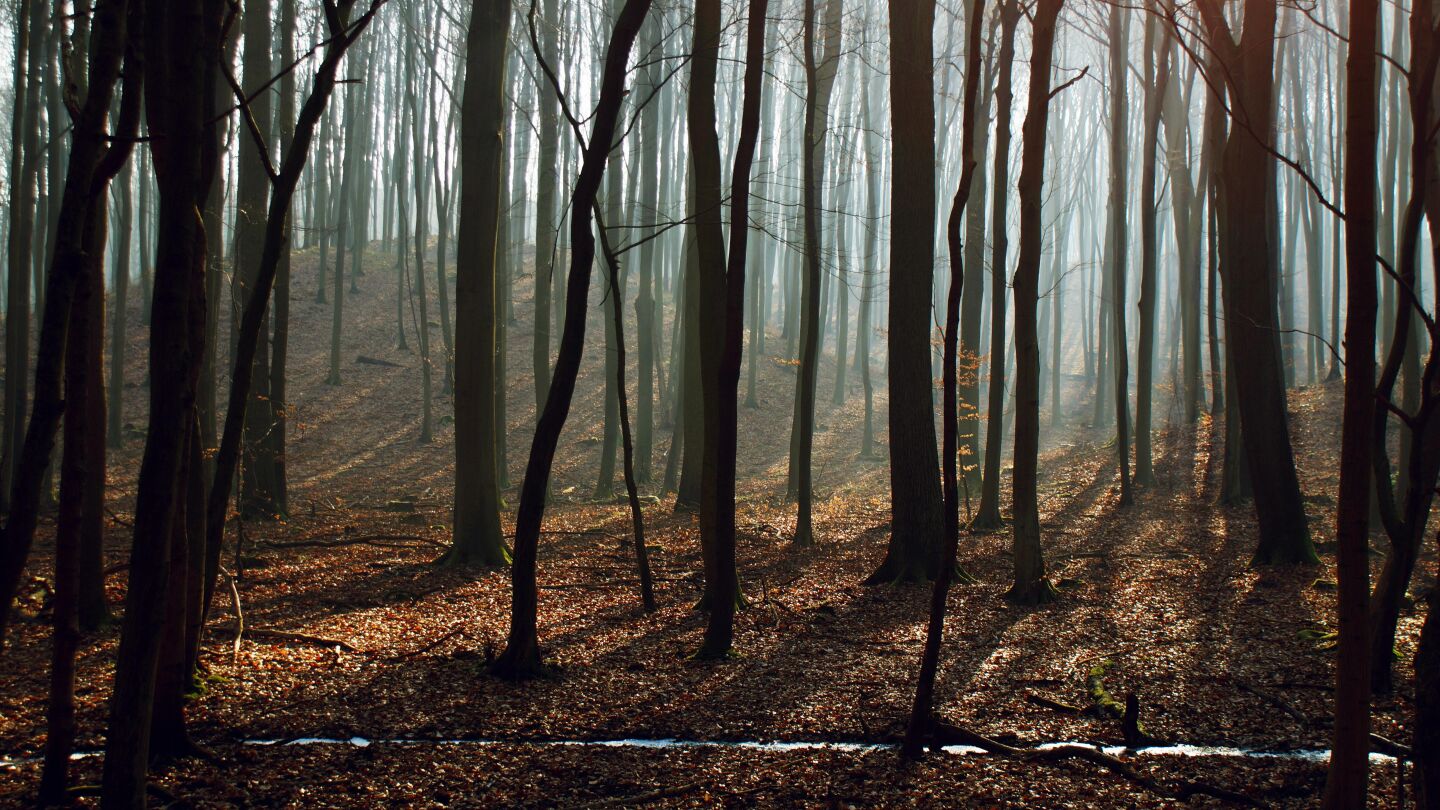 Bosque