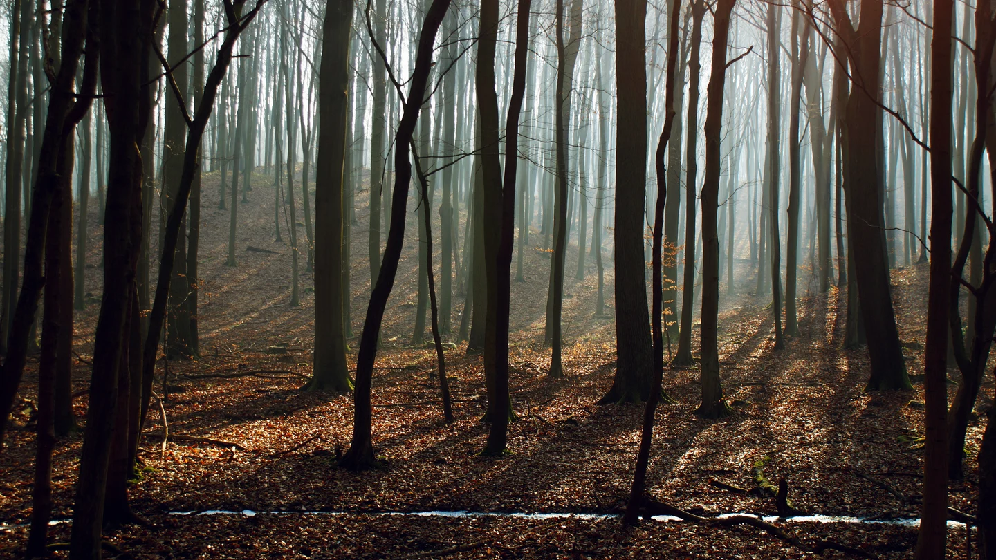 Bosque Bosque