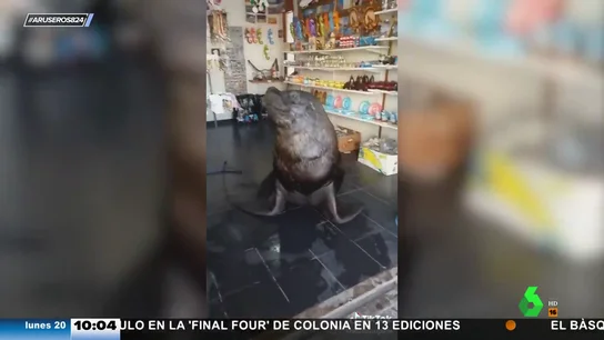 lobo marino lobo marino