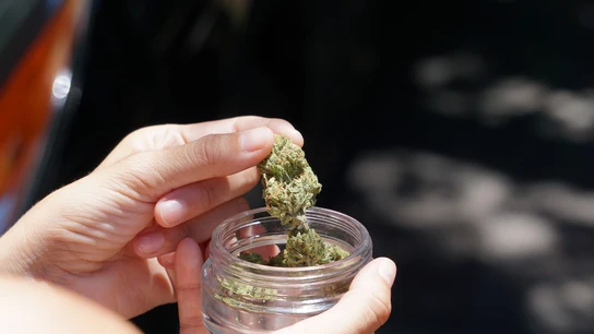 Imagen de archivo de un cogollo de flor de cannabis Imagen de archivo de un cogollo de flor de cannabis/ Pixabay