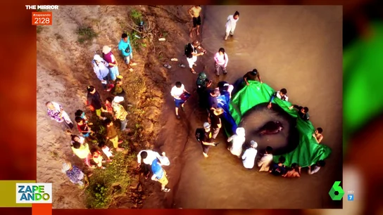 la raya de 300 kilos que han capturado en un río de Camboya la raya de 300 kilos que han capturado en un río de Camboya