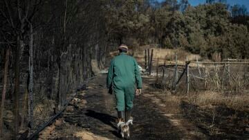 Un hombre y un perro caminan por una zona calcinada de la Sierra de la Culebra, en Zamora