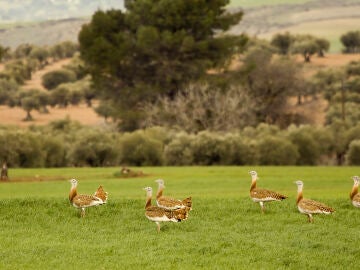 La poblacion mundial de avutarda eurasiatica desciende un 35 en 15 anos