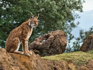 Un ejemplar de lince ibérico