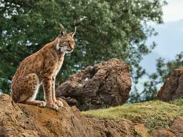 Un ejemplar de lince ibérico Un ejemplar de lince ibérico
