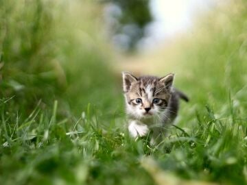 gato jugando con plantas