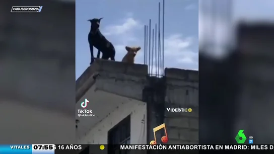 perro baile perro baile