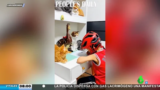 gatos gatos