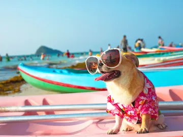 Perro en la playa Perro en la playa