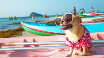 Perro en la playa