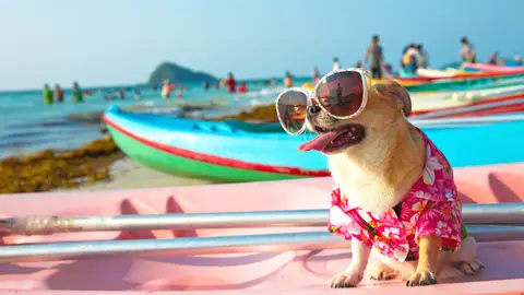 Perro en la playa Perro en la playa