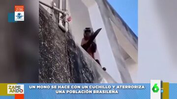 Vídeo viral de un mono armado con un cuchillo