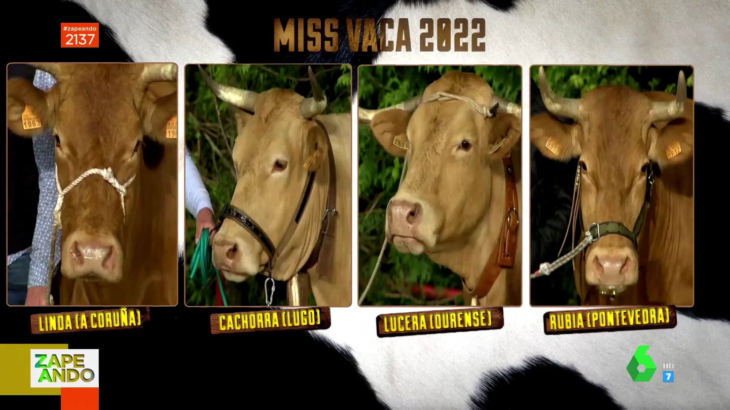 vacas vacas
