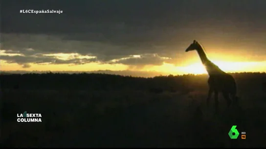 extinción extinción