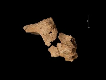 Hallada la cara del primer europeo en Atapuerca