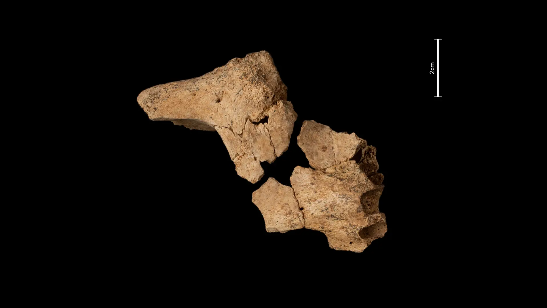 Hallada la cara del primer europeo en Atapuerca