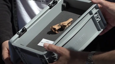 Encuentran en Atapuerca un fósil humano que forma parte de "la cara del primer europeo" Encuentran en Atapuerca un fósil humano que forma parte de "la cara del primer europeo"