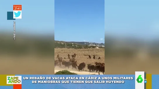 Militares sorprendidos por un rebaño de vacas Militares sorprendidos por un rebaño de vacas