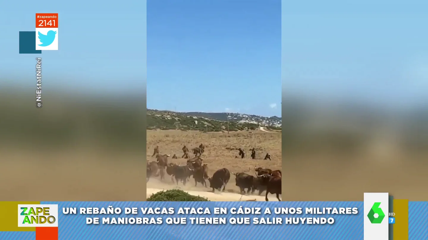 Militares sorprendidos por un rebaño de vacas Militares sorprendidos por un rebaño de vacas