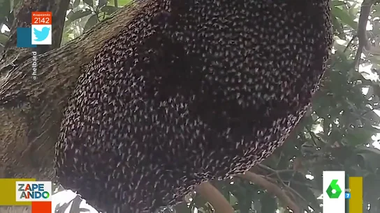 Vídeo viral de unas abejas moviéndose todas a la vez Vídeo viral de unas abejas moviéndose todas a la vez