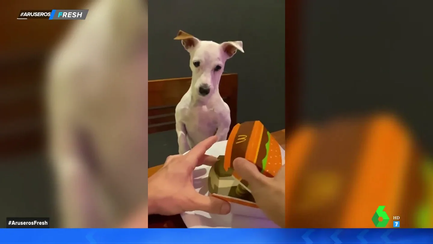 perro enfadado perro enfadado