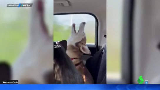Perro tiktok Perro tiktok