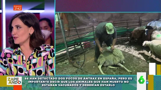 ¿Se pueden contagiar las personas de ántrax? Boticaria García analiza la bacteria que ha matado a 22 ovejas en España ¿Se pueden contagiar las personas de ántrax? Boticaria García analiza la bacteria que ha matado a 22 ovejas en España