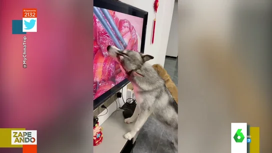 Perro lamiendo un televisor con costillas Perro lamiendo un televisor con costillas