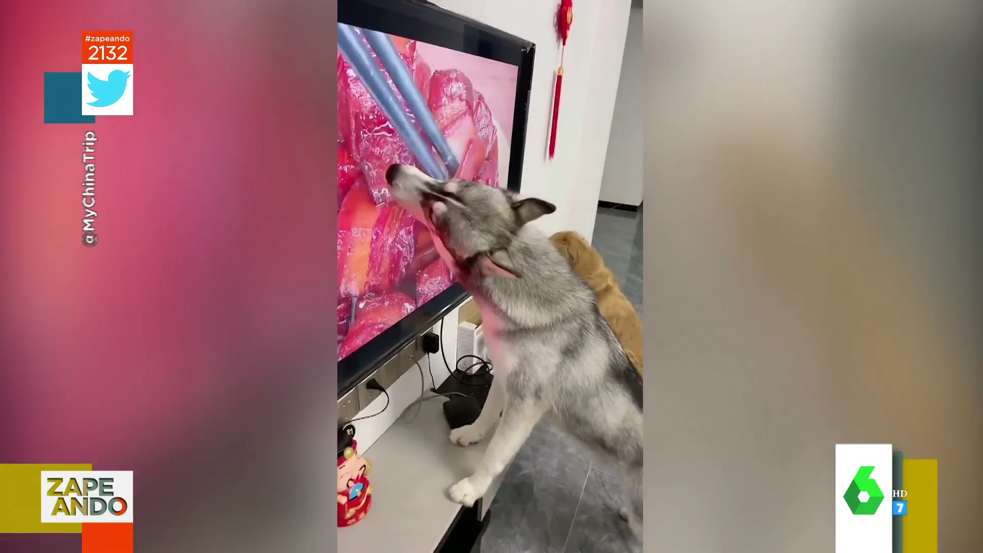 Perro lamiendo un televisor con costillas