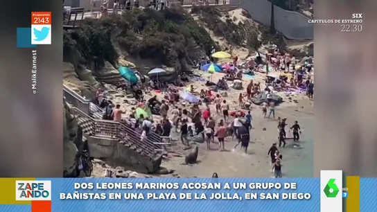 Vídeo viral de dos leones marinos en una playa de San Diego Vídeo viral de dos leones marinos en una playa de San Diego