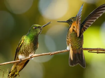 Quito es el destino soñado por los amantes del avistamiento de aves Quito es el destino soñado por los amantes del avistamiento de aves