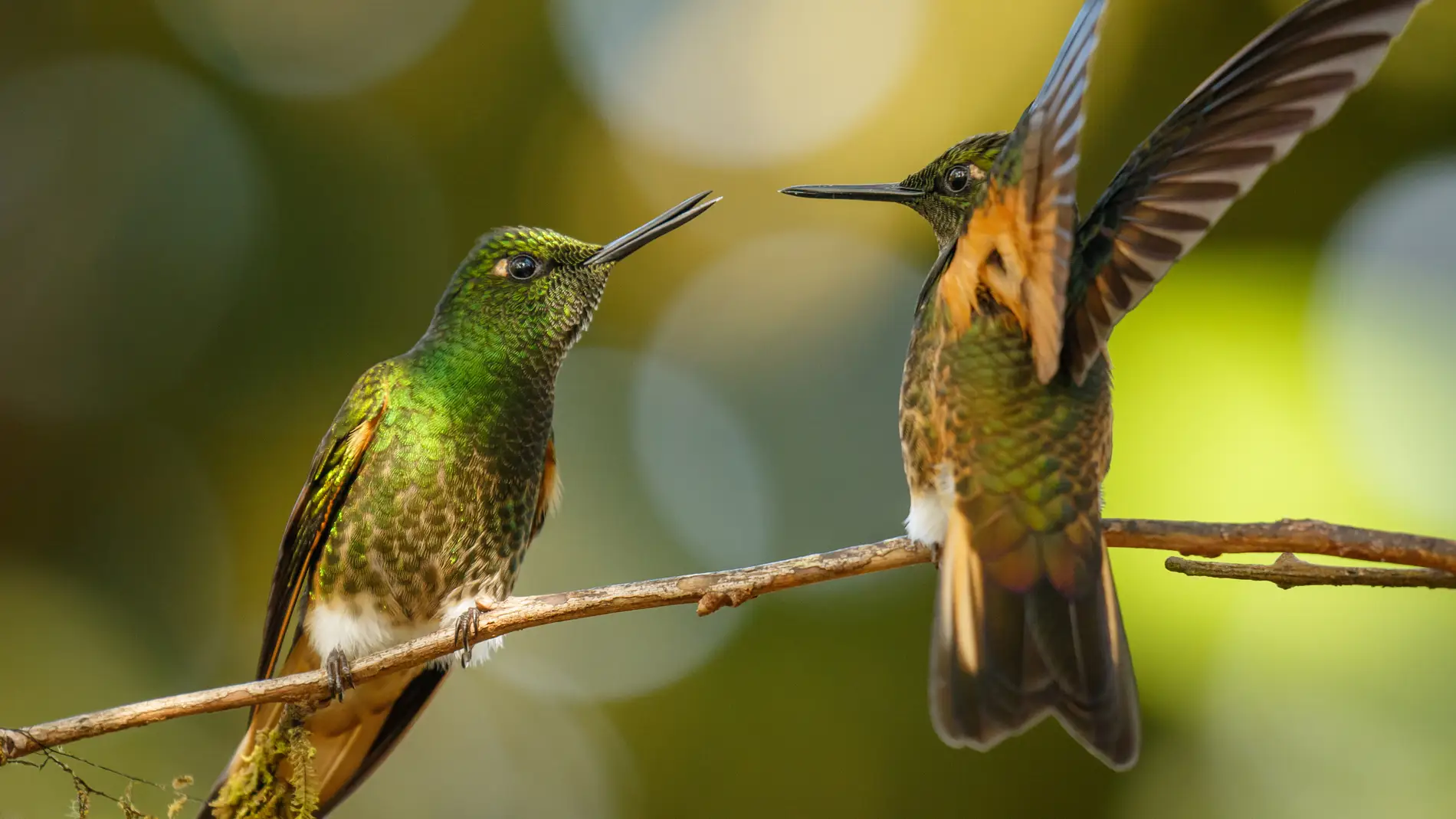 Quito es el destino soñado por los amantes del avistamiento de aves