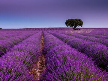 Campos de landa de Brihuega