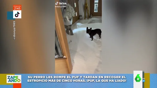 Un perro rompe el puf de sus dueños Un perro rompe el puf de sus dueños