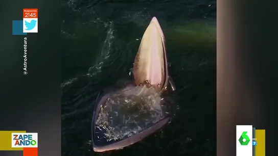 ¿Cómo se alimentan las ballenas? ¿Cómo se alimentan las ballenas?