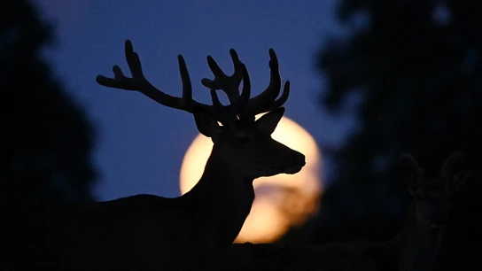 La Superluna de Ciervo en Copenhaguen La Superluna de Ciervo en Copenhaguen