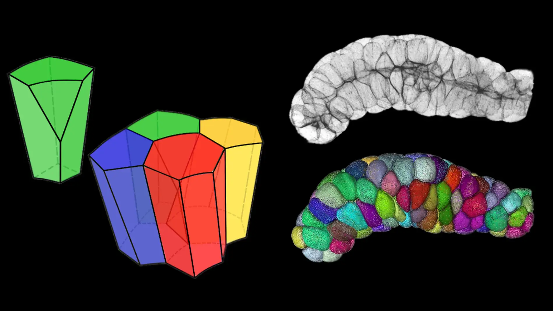 Imágenes de células epiteliales con forma escutoide Imágenes de células epiteliales con forma escutoide