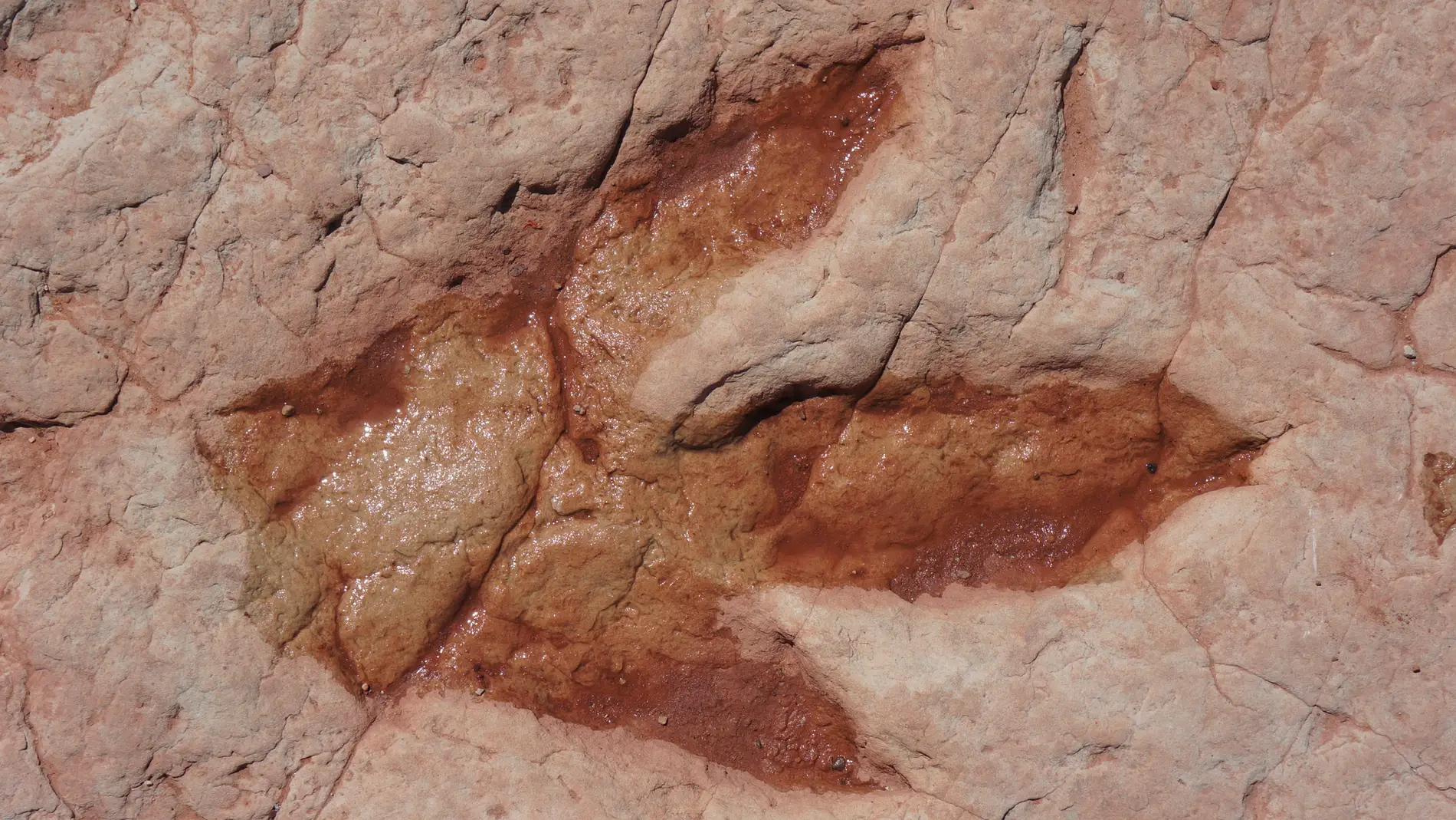 Imagen de archivo huella de dinosaurio