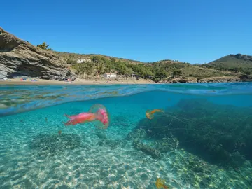 Medusa clavel en la playa Medusa clavel en la playa
