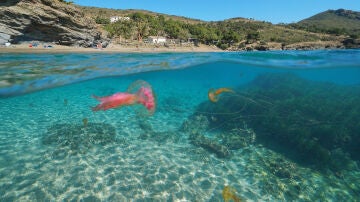 Medusa clavel en la playa