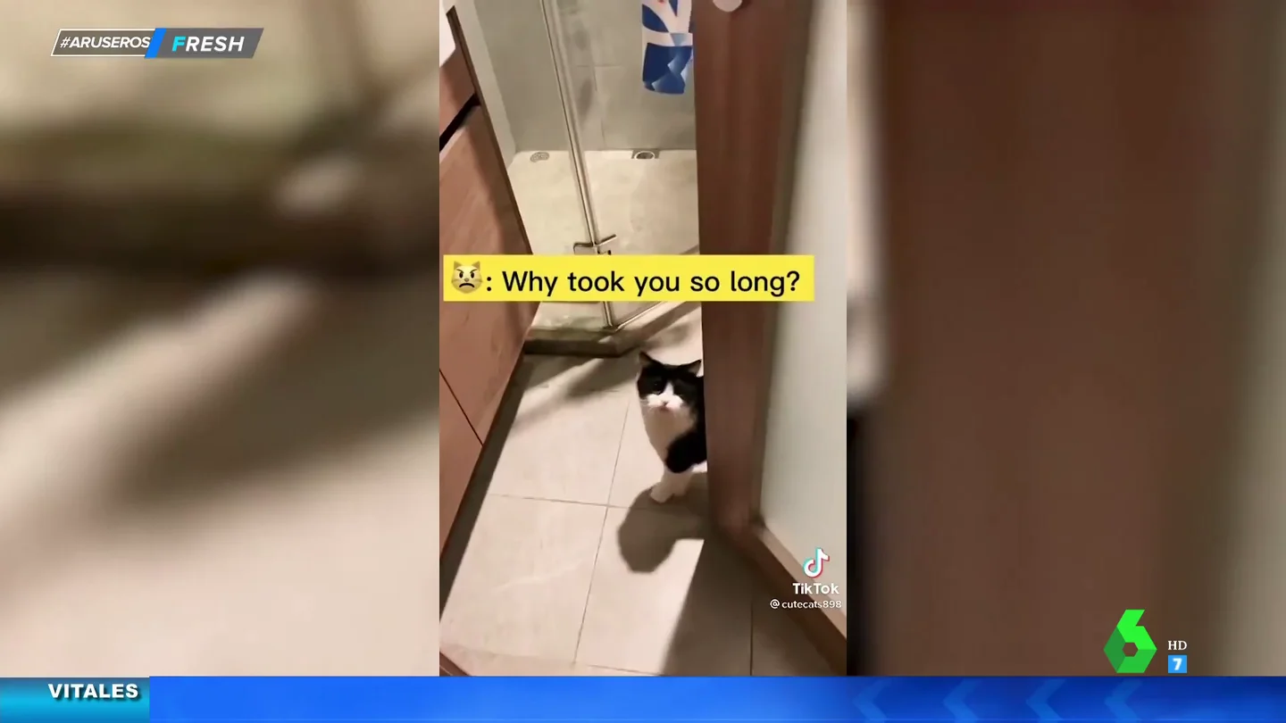 Gato encerrado Gato encerrado