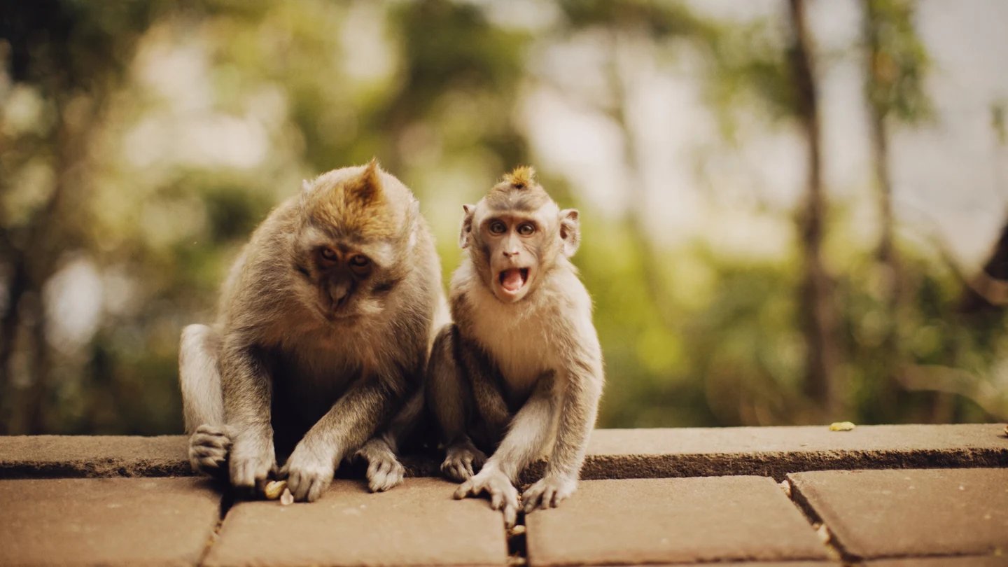 Brutal ataque de unos monos en Japón: 39 heridos con mordeduras y arañazos En busca y captura