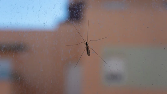 La OCU desmiente dos remedios para mosquitos que se usan y no sirven para nada La OCU desmiente dos remedios para mosquitos que se usan y no sirven para nada