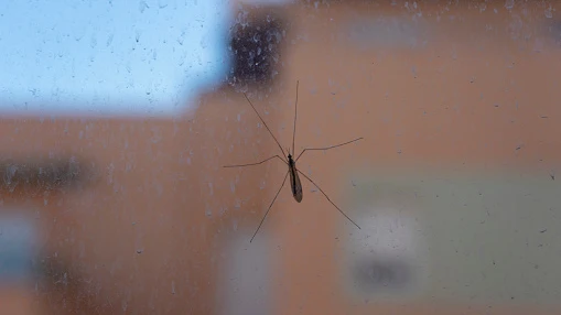 La OCU desmiente dos remedios para mosquitos que se usan y no sirven para nada