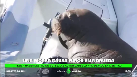 Una morsa de 600 kilos causa sensación mientras veranea en un puerto de Oslo (Noruega) Duerme 20 horas al día