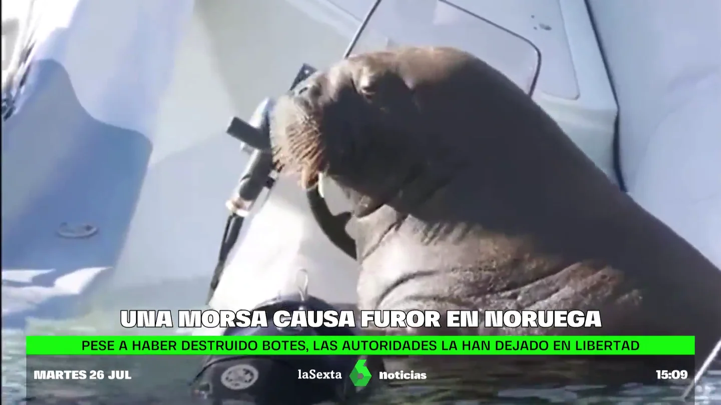 Una morsa de 600 kilos causa sensación mientras veranea en un puerto de Oslo (Noruega) Duerme 20 horas al día