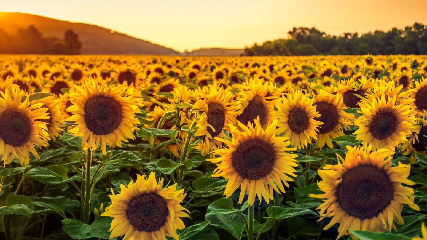 Campos de girasoles
