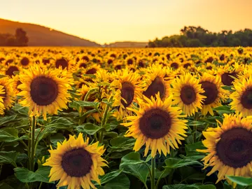 Campos de girasoles Campos de girasoles
